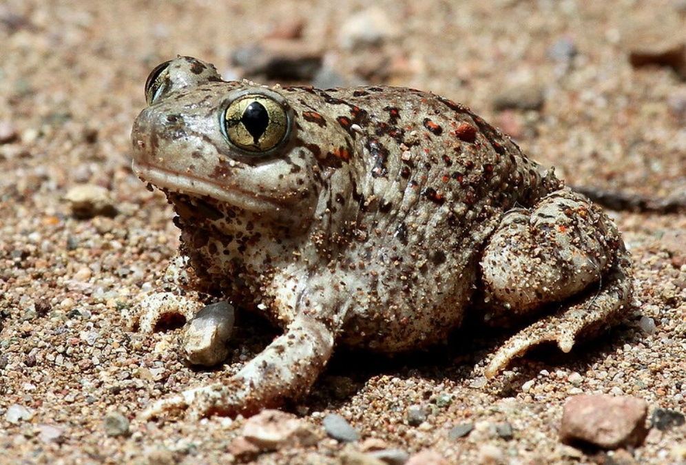 The Frogs are NOT OK