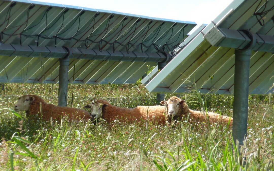 The Rise of Agrivoltaics