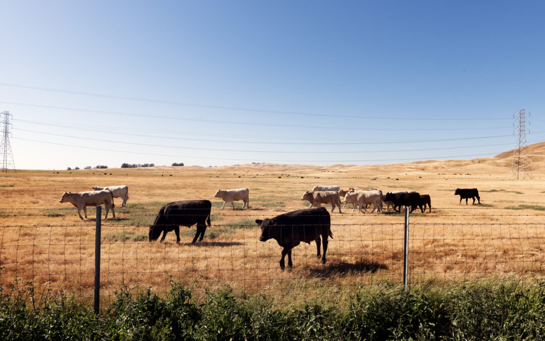 The Steak Holder’s Dilemma